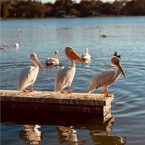 Meet your Posher, Erin beth